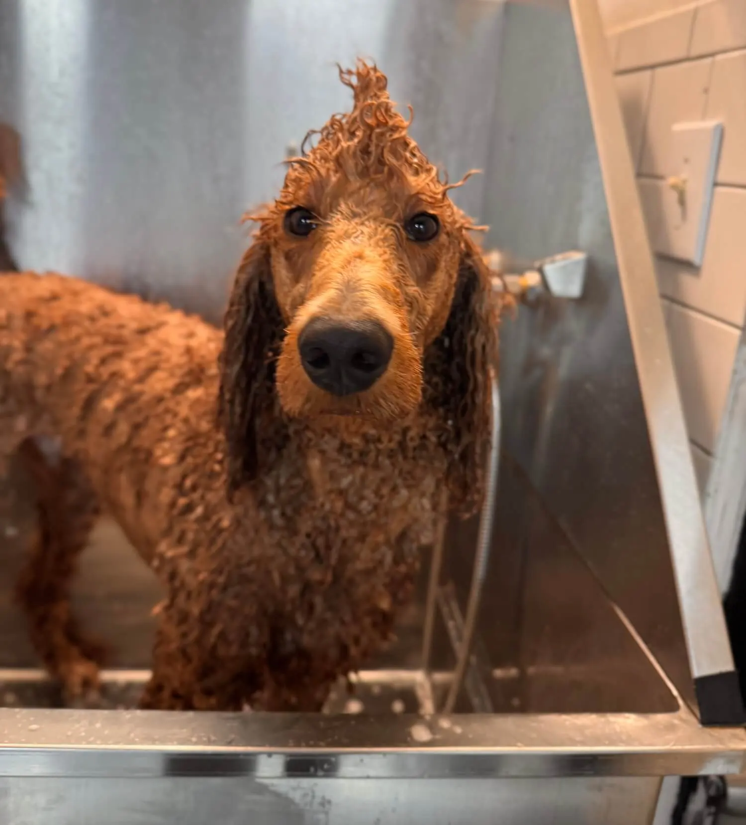 Rufus-o Wet red-brown curly-coated poodle standing in a stainless steel grooming tub