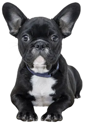 black_dog_laying_down-resized-1 Black French bulldog puppy with a blue collar lying down