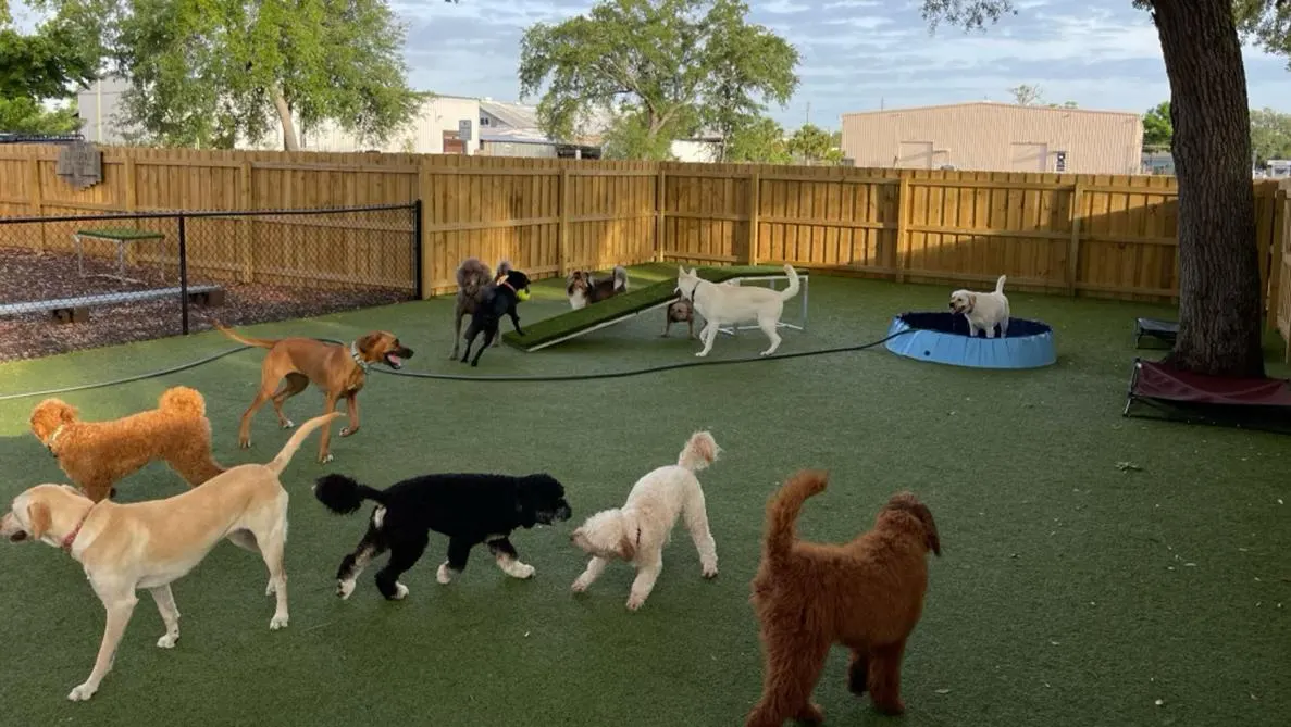 Group of dogs playing together in a turf yard with a kiddie pool and agility ramp