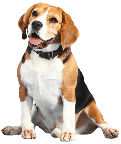 dog-banner-cutout-resized