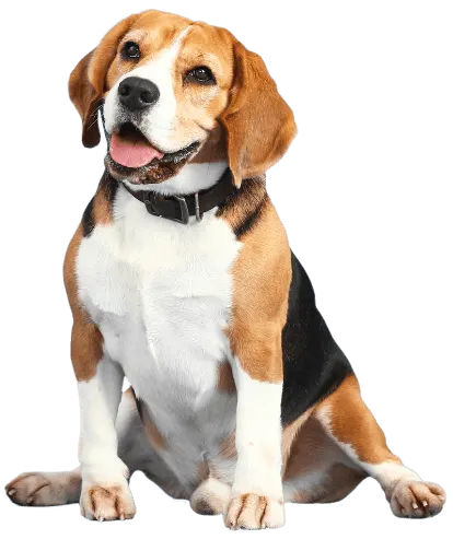Beagle sitting and smiling with tongue out, wearing a dark collar