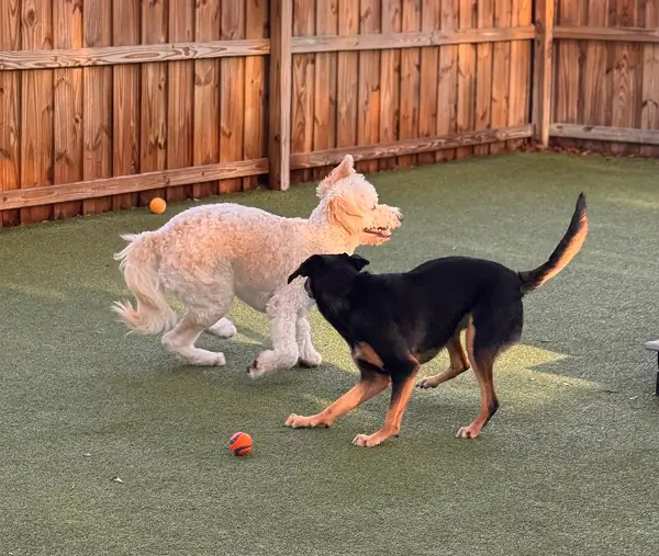 Two dogs playing in a yard
