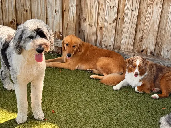 Three dogs in a fenced backyard